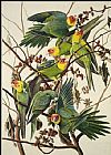 John James Audubon Carolina Parrot painting
